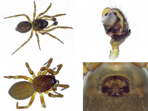 Monocephalus castaneipes