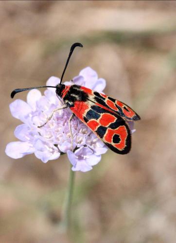 Zygaena fausta