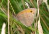 129076 – Photo : Amaury de la Pinsonnais – France (44)