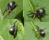 Protapion fulvipes