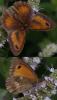 129746 – Photo : Amaury de la Pinsonnais – France (44)
