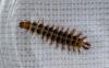 Drilus flavescens