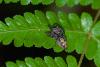 129361 – Photo : D. Martinez – Philippines