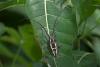 129784 – Photo : D. Martinez – Philippines