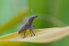 129873 – Photo : D. Martinez – Philippines