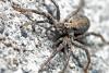 129091 – Photo : Sifoto – France (38)
