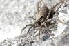 129104 – Photo : Sifoto – France (38)