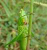 129860 – Photo : Jean-Claude Jamoulle – France (06)