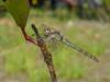129791 – Photo : Amoore – France (33)