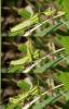 129730 – Photo : Pascal Vigneron – France (52)
