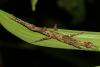 129987 – Photo : Duborget Robin – Guadeloupe