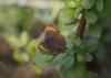 129259 – Photo : Dominique THAUVIN – France (45)