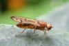 Opomyza florum