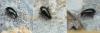 129211 – Photo : Pierre Gros – France (06)