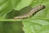 129178 – Photo : Insectesidf – France (61)