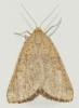 129393 – Photo : Jean-Jacques PORTENEUVE – France (34)
