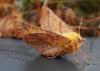 129278 – Photo : Dominique THAUVIN – France (45)
