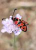 129031 – Photo : Jc.grandmaire – France (83)