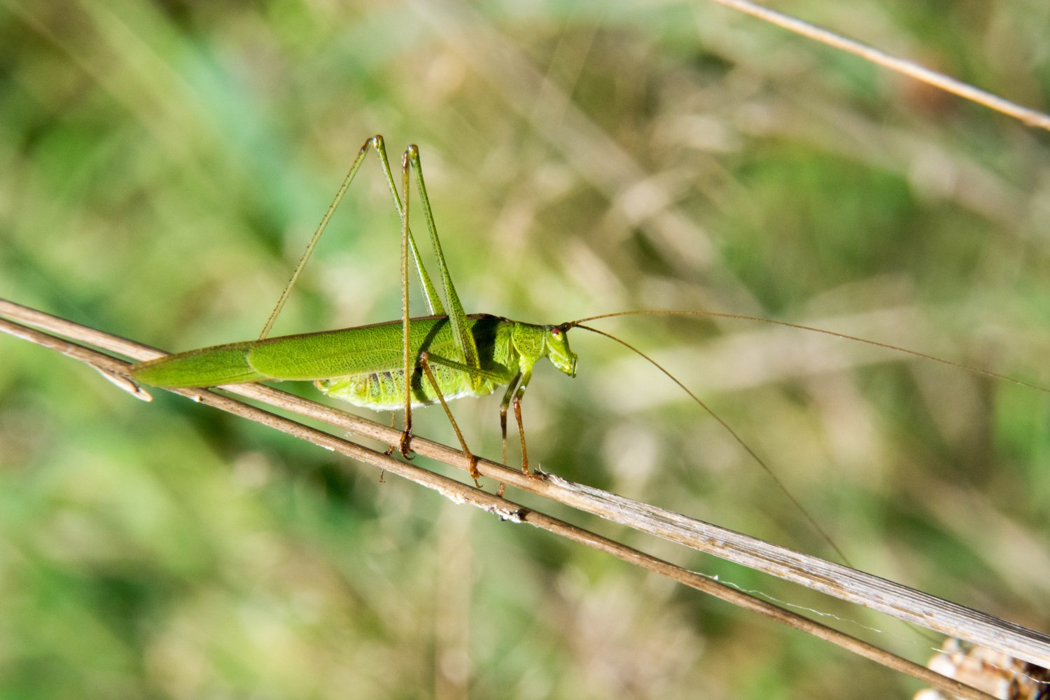 AYLA - Phaneroptera falcata - réf. 129057 (1500 x 1000 pixels, 181 ko)