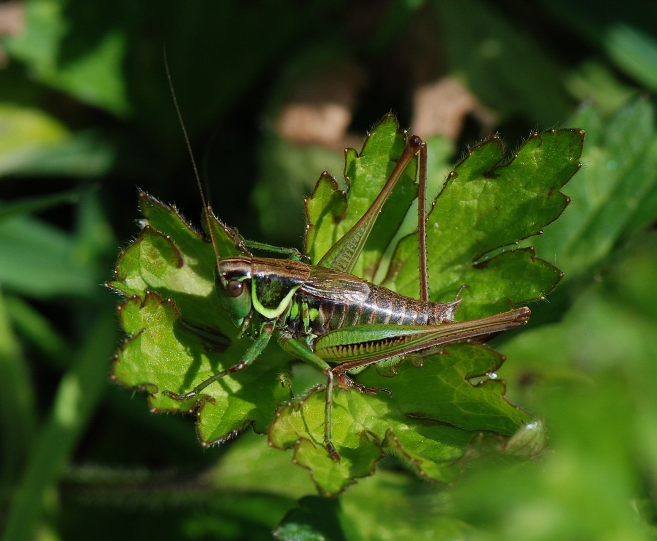 Patrick Decreus - Roeseliana roeselii - réf. 129415 (1300 x 1071 pixels, 177 ko)