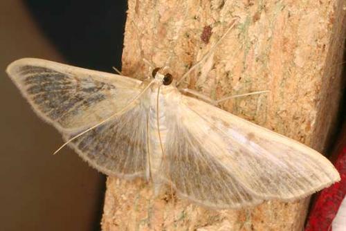 Réf. 13 208 : Pleuroptya ruralis