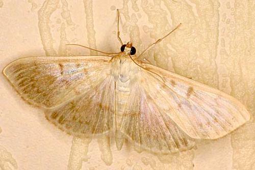 Réf. 13 209 : Pleuroptya ruralis