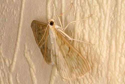 Réf. 13 210 : Pleuroptya ruralis