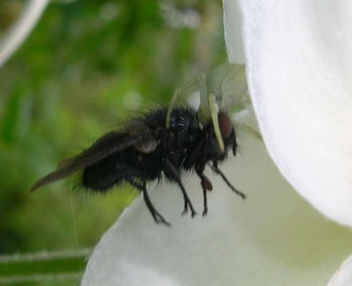 Misumena vatia