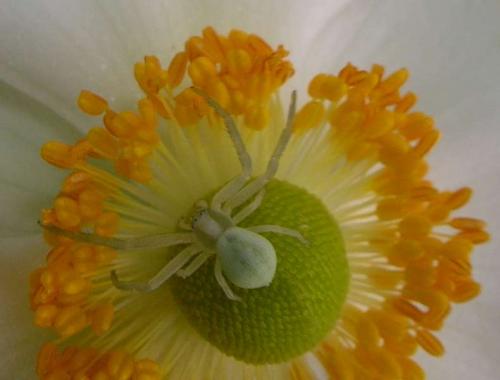 Misumena vatia