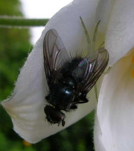 Misumena vatia