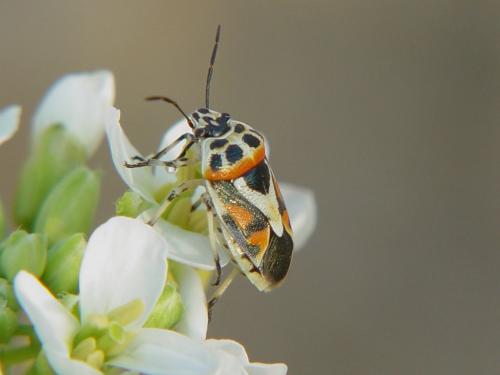 Eurydema ornata