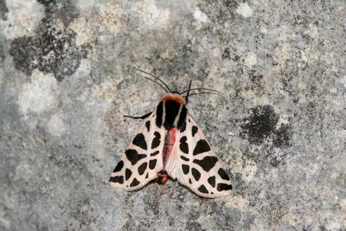 Cymbalophora pudica