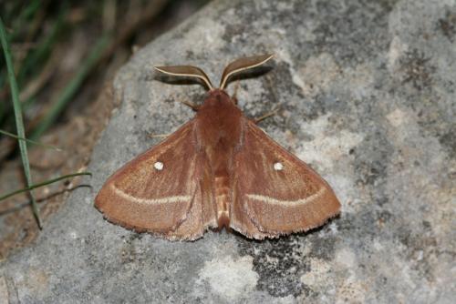 Lasiocampa trifolii