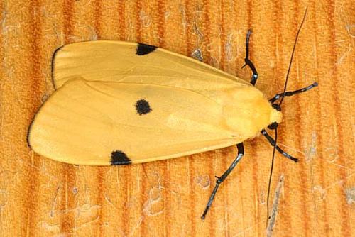 Lithosia quadra