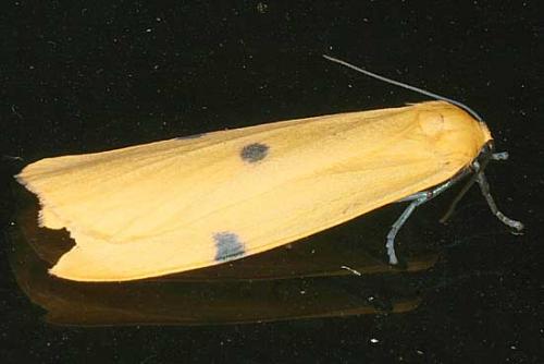 Lithosia quadra