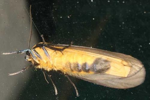 Lithosia quadra