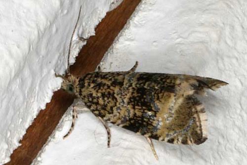 Celypha lacunana