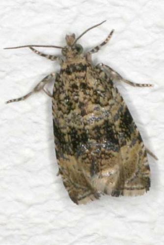 Réf. 13 362 : Celypha lacunana