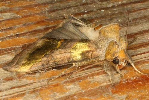 Réf. 13 342 : Diachrysia chrysitis