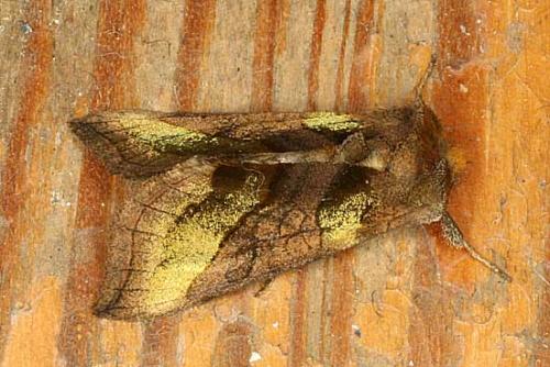 Réf. 13 343 : Diachrysia chrysitis