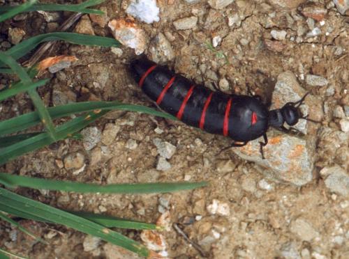 Berberomeloe majalis