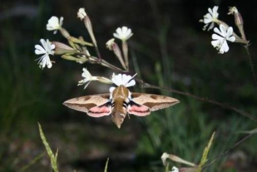 Hyles euphorbiae