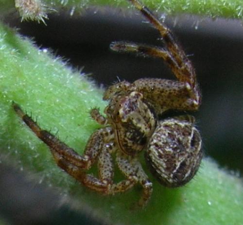 Xysticus sp.