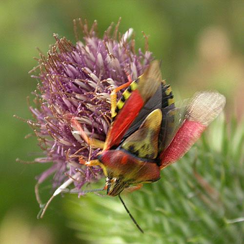 Carpocoris purpureipennis