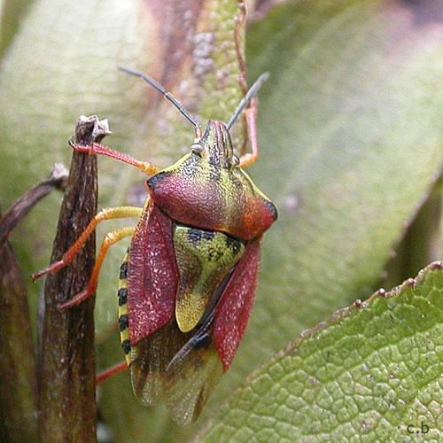 Réf. 13 002 : Carpocoris purpureipennis