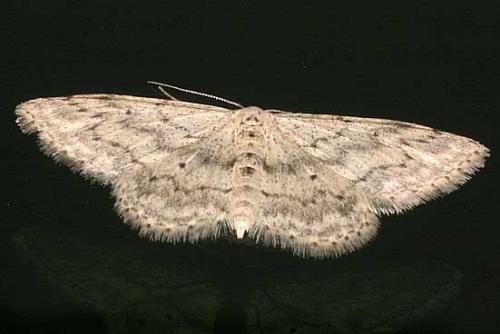 Idaea seriata