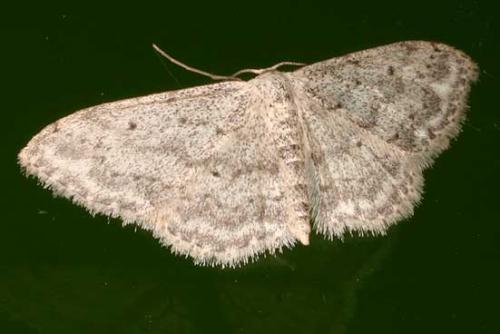 Idaea seriata