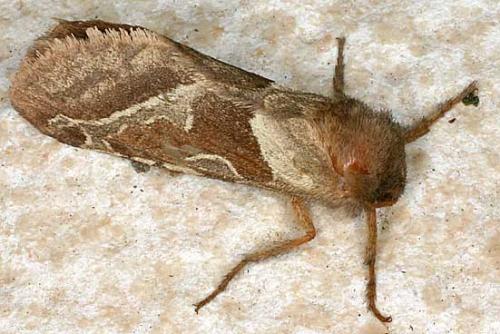 Triodia sylvina