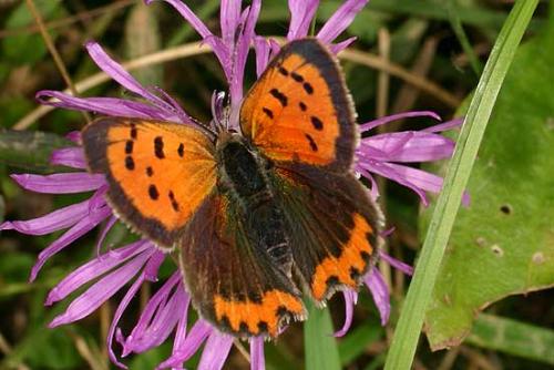 Lycaena phlaeas