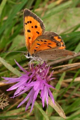 Lycaena phlaeas